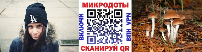 Псилоцибиновые грибы Psilocybine cubensis  Гдов 